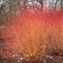 Kornoelje 'Midwinter Fire' winter